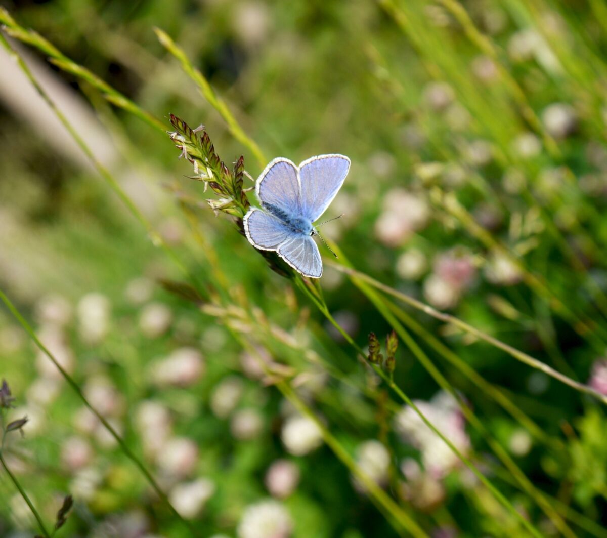 Schmetterling auf einer Wiese