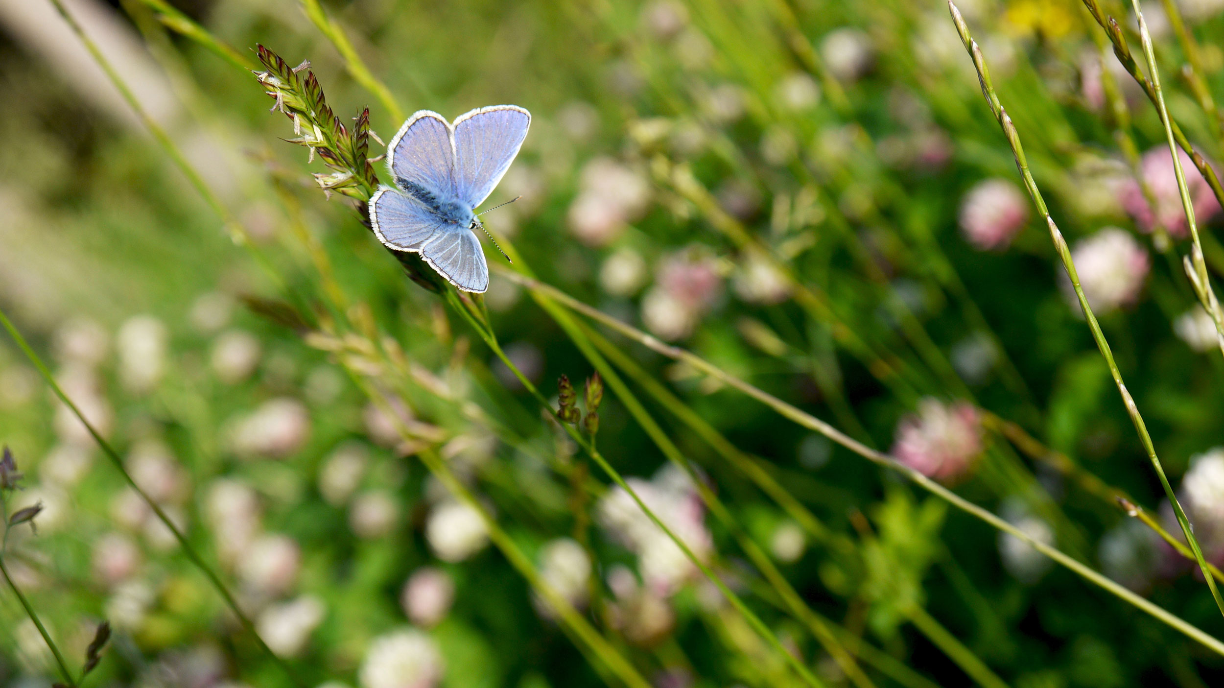 Schmetterling auf einer Wiese